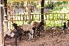 Casa em Itabaiana - Rancho Alegre: Natureza e Animais em Itabaiana