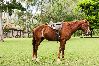 Casa em Itabaiana - Rancho Alegre: Natureza e Animais em Itabaiana